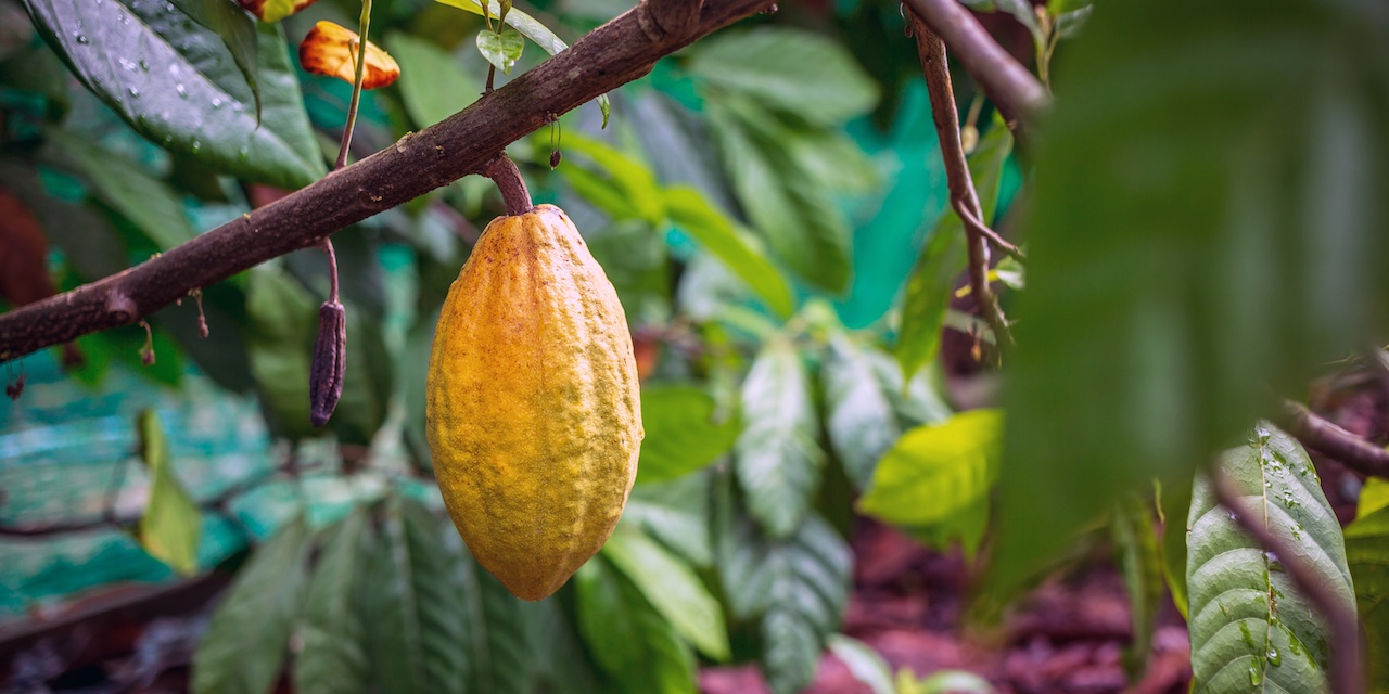 カカオポッド エクアドル産 アリバ種 ローカカオ