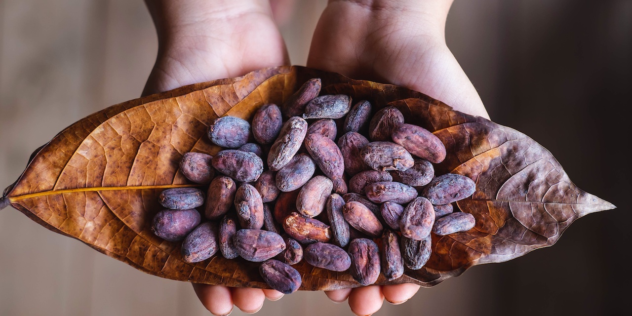 手のひらのカカオ豆 エクアドル産 アリバ種